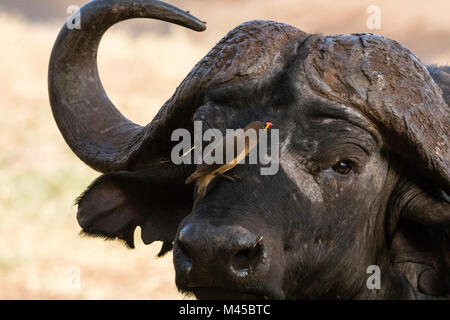 African buffalo (Syncerus caffer), with Yellow-billed Oxpecker (Buphagus africanus), looking for parasites, Tsavo, Kenya Stock Photo