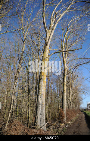 Populus balsamifera, Balsam poplar, large tree in plantation Stock Photo