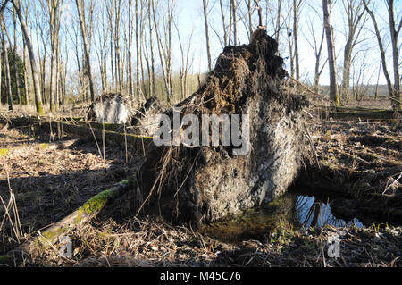 Populus balsamifera, Balsam poplar, uprooted trees Stock Photo