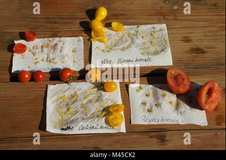 Lycopersicum lycopersicon, Syn, Solanum esculentum, tomato seeds Stock Photo