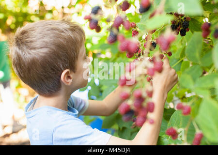 Boy picking berries off tree Stock Photo