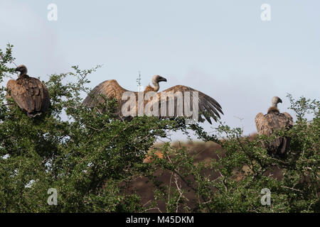 African white-backed vultures (Gyps africanus) on a tree top, Tsavo, Kenya Stock Photo