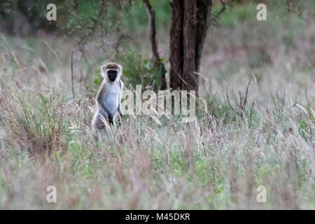 Portrait of vervet monkey (Chlorocebus aethiops) in long grass, Tsavo, Kenya Stock Photo