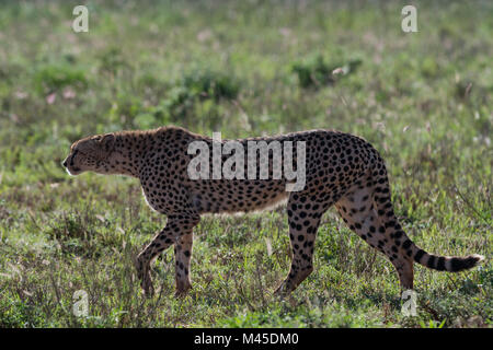 Cheetah (Acinonyx jubatus) walking in the savannah,, Tsavo, Kenya Stock Photo