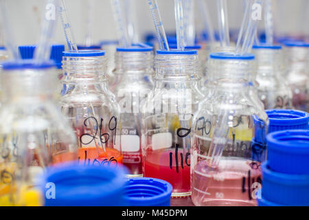 Pipettes in beakers of dye in lab, close-up Stock Photo