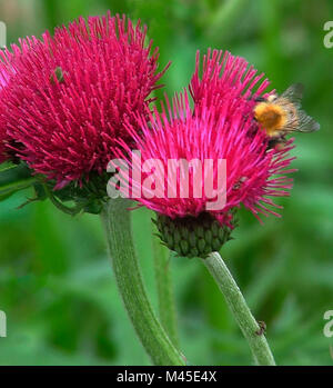 Bee on thistle flower with two other flower heads in the background, in a garden border Stock Photo