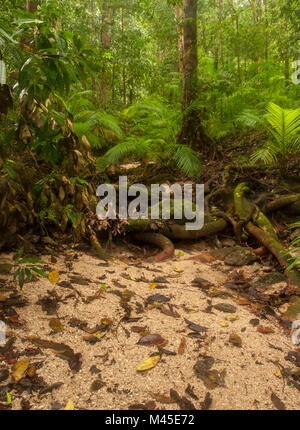 Clearing and sunlit trees in Mossman Gorge located in the southern part of Daintree National Park, North Queensland, Australia. Cairns 80 kilometres Stock Photo