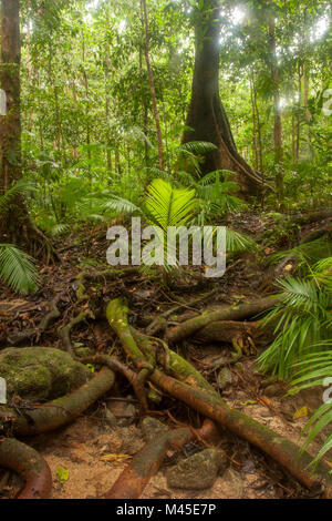 Clearing and sunlit trees in Mossman Gorge located in the southern part of Daintree National Park, North Queensland, Australia. Cairns 80 kilometres Stock Photo