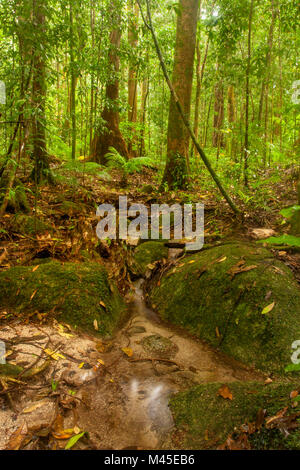 Clearing and sunlit trees in Mossman Gorge located in the southern part of Daintree National Park, North Queensland, Australia. Cairns 80 kilometres Stock Photo