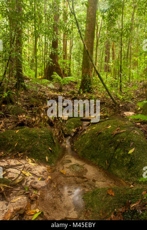 Clearing and sunlit trees in Mossman Gorge located in the southern part of Daintree National Park, North Queensland, Australia. Cairns 80 kilometres Stock Photo