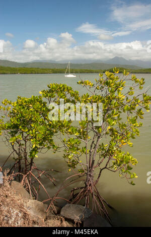 View from From Port Douglas marina park across a lone tree, North Queensland, Australia Stock Photo