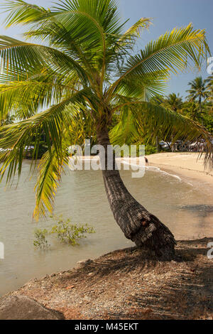 View from From Port Douglas marina park across a lone tree, North Queensland, Australia Stock Photo