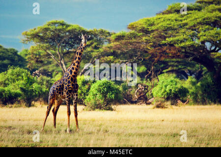 Giraffe on savanna. Safari in Amboseli, Kenya, Africa Stock Photo