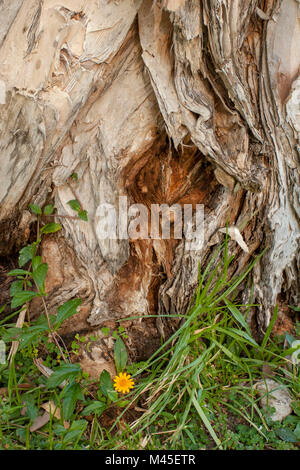 Abstract eucalyptus tree bark showing the deep serrations and paper-like texture at Port Douglas, Queensland, Australia Stock Photo