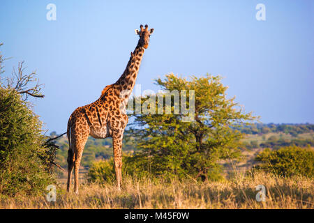 Giraffe on savanna. Safari in Serengeti, Tanzania, Africa Stock Photo