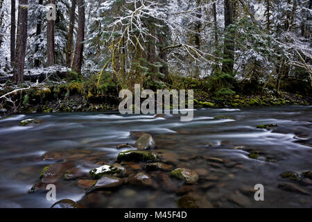 WA13411-00...WASHINGTON - Snow above the moss covered banks of the North Fork Sol Duc River in Olympic Natiional Park. Stock Photo