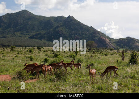 Impala's herd on savanna in Africa. Safari in Serengeti Stock Photo