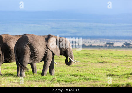 Elephants herd on African savanna. Safari in Amboseli Stock Photo