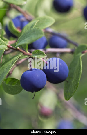 Blueberry bush, close-up Stock Photo