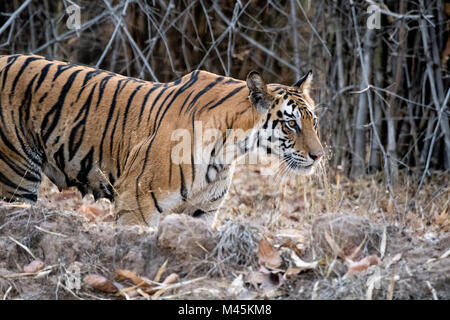 Side view of adult female wild Bengal Tiger, Panthera tigris tigris, with teats full of milk, Bandhavgarh Tiger Reserve, Madhya Pradesh, India Stock Photo