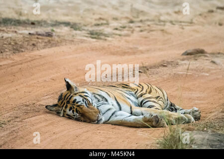 Adult female Bengal Tiger, Panthera tigris tigris, sleeping in the road in Bandhavgarh Tiger Reserve, Madhya Pradesh, India Stock Photo