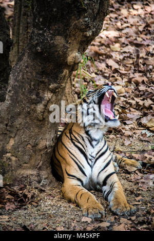 Two year old male Bengal Tiger, Panthera tigris tigris, yawning with mouth wide open in Bandhavgarh Tiger Reserve, Madhya Pradesh, India Stock Photo