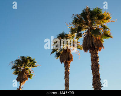 A row of three palm trees in the sunset Stock Photo