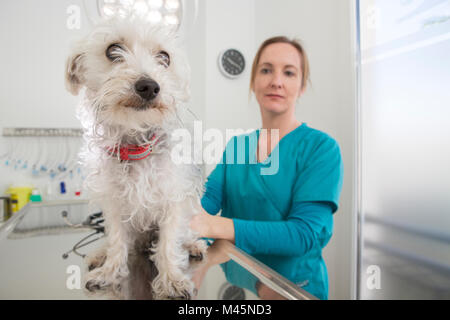 Vet with terrier poodle mixed breed dog on table Stock Photo