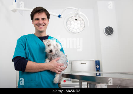 Vet carrying terrier poodle mixed breed dog Stock Photo