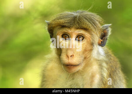 Toque macaque (Macaca sinica),young animal sitting in a tree,animal portrait,Yala National Park,Sri Lanka Stock Photo