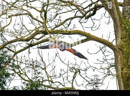 Harris hawk swooping in flight Stock Photo
