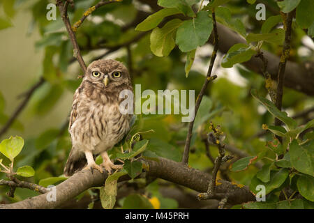 Little owl (Athene noctua),sitting in a tree,direct look,Rhineland-Palatinate,Germany Stock Photo