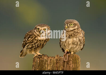 Two Little owls (Athene noctua),old animal and young animal sit on tree stump,Rhineland-Palatinate,Germany Stock Photo