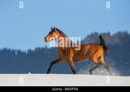 Arabian horse,stallion runs in snow,Tyrol,Austria Stock Photo