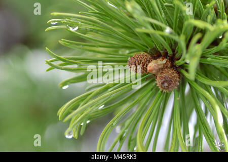Close-up of young pinecone buds on a tree with water drops Stock Photo