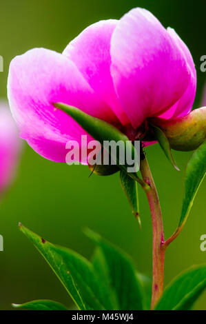 Alexandria Rose (Paeonía officinalis) Stock Photo