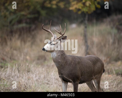 A black-tailed deer in the Oregon wilderness Stock Photo