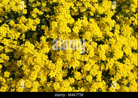 Aurinia saxatilis Compacta, Syn. Alyssum saxatile, Golden alyssum Stock Photo
