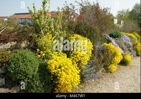 Alyssum saxatile, Syn. Aurinia saxatilis, Golden alyssum Stock Photo