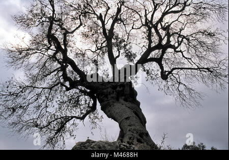 alter knorriger entlaubter Oliven-Baum als Silhouette gegen Himmel * old olive tree, dormant, against cloudy sky Stock Photo