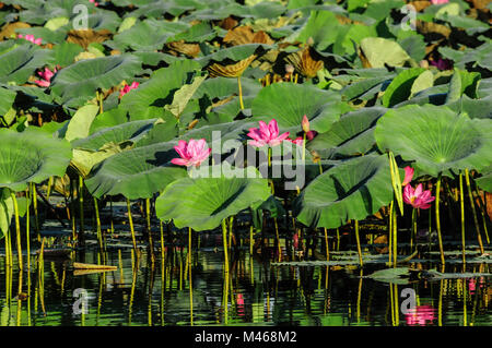 Pink lotus flowers in the billabong of Yellow Water wetlands which is part of South Alligator River floodplain, Northern Territory, Australia
