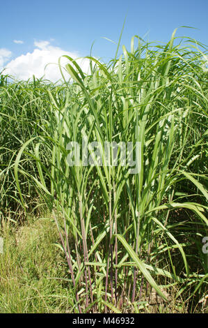 Miscanthus x giganteus, Giant Chinese Silver Grass Stock Photo