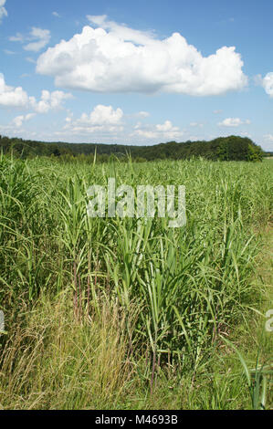 Miscanthus x giganteus, Giant Chinese Silver Grass Stock Photo