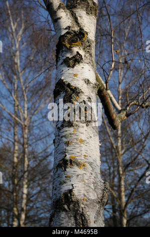 Xanthoria parietina, Common orange lichen, on birch Stock Photo