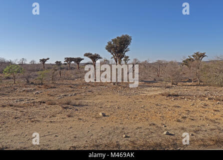 dry thorn forest Tulear, Madagascar November Stock Photo: 174702390 - Alamy