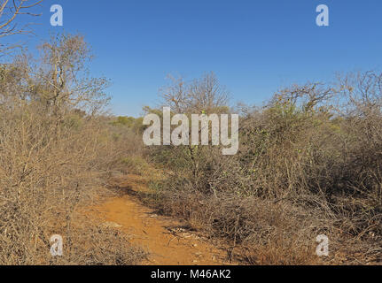 dry thorn forest Tulear, Madagascar November Stock Photo - Alamy