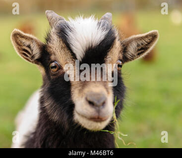 Close-up of a young Goat, with a leave of grass in its mouth. Winter shot from the Flemish Ardennes, in the Southern Region of East-Flanders, Belgium Stock Photo