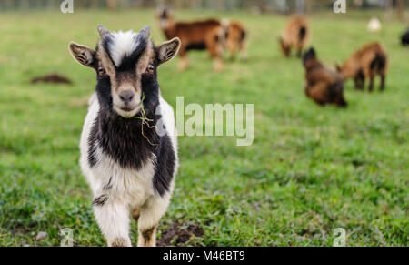Close-up of a young Goat, with a leave of grass in its mouth. Winter shot from the Flemish Ardennes, in the Southern Region of East-Flanders, Belgium Stock Photo