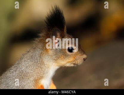 Head of the Red Squirrel Sciurus vulgaris seen from side, Finland. Stock Photo