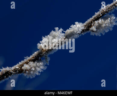 ice crystals on willow catkin Stock Photo